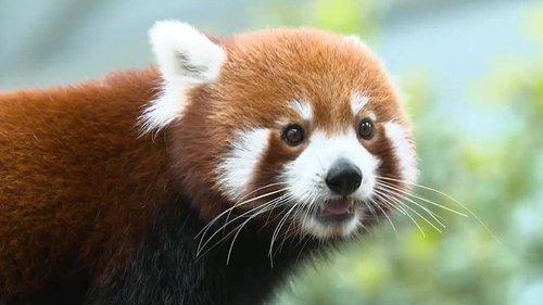 72 Dangerous Animals: Asia Season 1 Episode 6 - Pretty and Painful