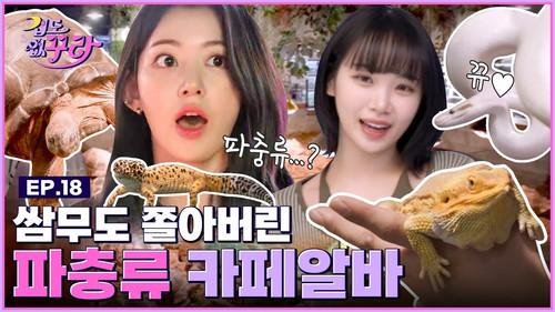 Don't Be Afraid Sakura Season 1 Episode 18 - Sakura X Chaewon 🐢From tortoises to snakes🐍 Reptile cafe challenge