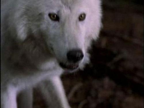 Highlander: The Series Season 5 Episode 2 - Prophecy