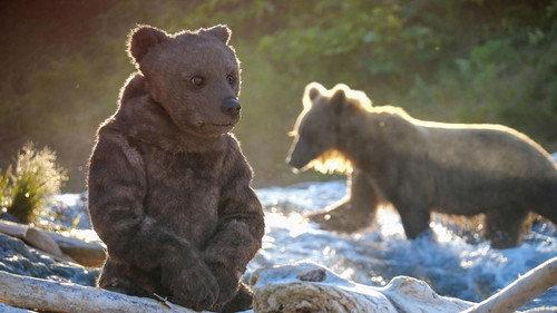 Nature Season 38 Episode 16 - Spy in The Wild 2: The North