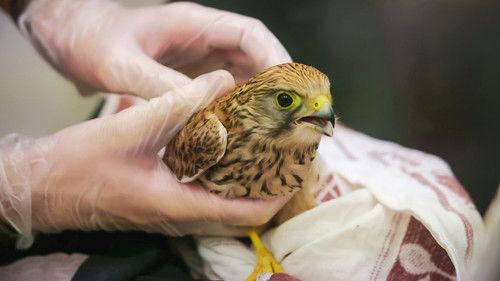 Joanna Page's Wild Life Season 1 Episode 13 - Episode 13