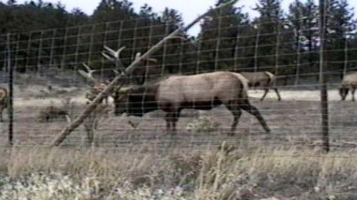 Funniest Pets & People Season 4 Episode 10 - Don't Have a Cow!