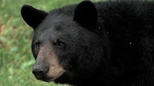 Natural World Season 18 Episode 4 - In the Company of Bears