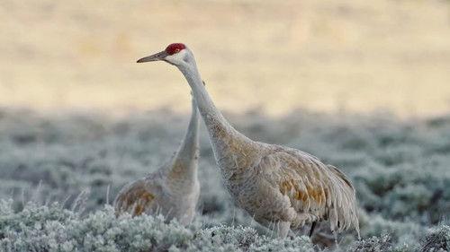 Epic Yellowstone Season 1 Episode 2 - Return of the Predators