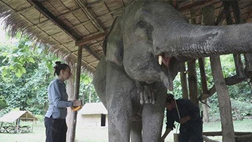 Grands Reportages Season 10 Episode 1 - Episode 1