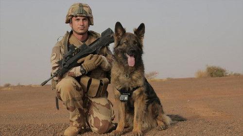 Infrarouge Season 13 Episode 18 - Episode 18