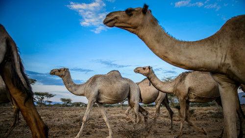 Earth: A New Wild Season 1 Episode 5 - Water