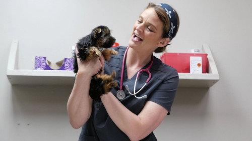 Heartland Docs, DVM Season 4 Episode 3 - May the Horse Be With You