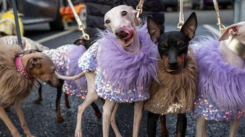 Crufts Season 16 Episode 2 - 2026 Day 1 - Part 2