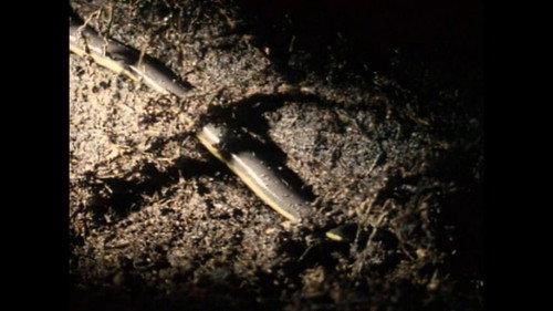 Was ist Was TV Season 1 Episode 15 - Amphibians and Reptiles