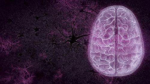 NOVA Season 50 Episode 9 - Your Brain: Perception Deception (1)