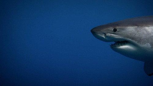 Lost Beasts Season 1 Episode 5 - Secrets of the Killer Mega Shark