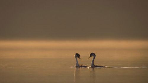 The Secret Lives of Animals Season 1 Episode 8 - Finding a Partner