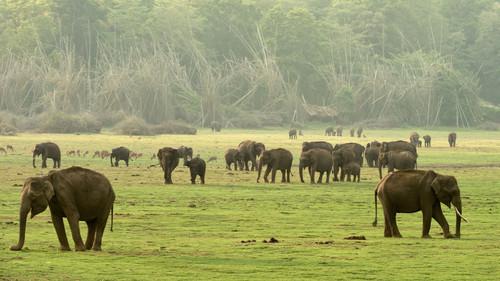 Destination Wild: India Season 1 Episode 1 - Woods