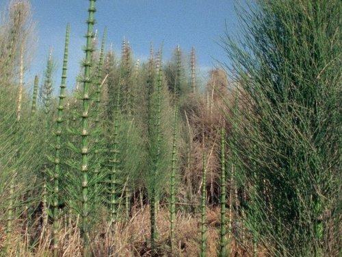 Life on Earth Season 1 Episode 3 - The First Forests