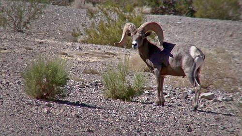 Lone Star Law Season 1 Episode 9 - Caught on Camera