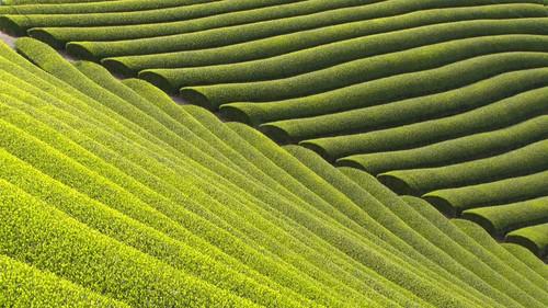 Core Kyoto Season 10 Episode 14 - Wazuka Tea: A Vibrant Village of Fragrant Fields