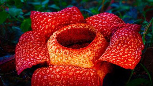 The Green Planet Season 1 Episode 1 - Tropical Worlds