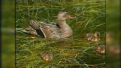 Beakman's World Season 3 Episode 10 - Geysers and Hot Springs, Beakmania & Kidneys