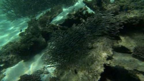 Wild Down Under Season 1 Episode 3 - Southern Seas