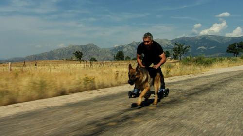 Cesar Millan's Leader of the Pack Season 1 Episode 10 - Too Much Mojo