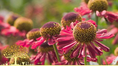 Gardeners' World Season 55 Episode 19 - Episode 19