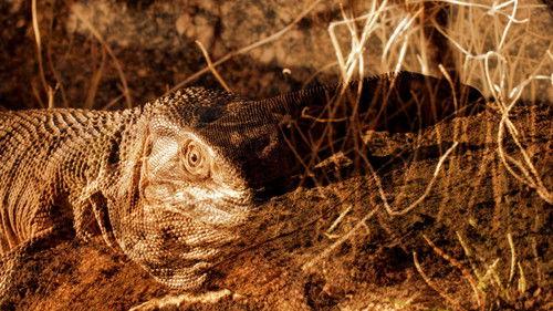 Kings of Pain Season 2 Episode 3 - Big Biting Lizards