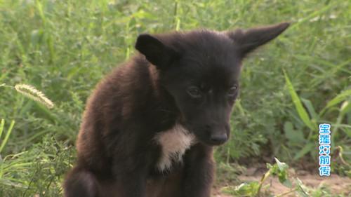 The Prelude of Lotus Lantern Season 1 Episode 7 - Episode 7