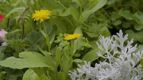 Natur im Garten Season 25 Episode 8 - Episode 8