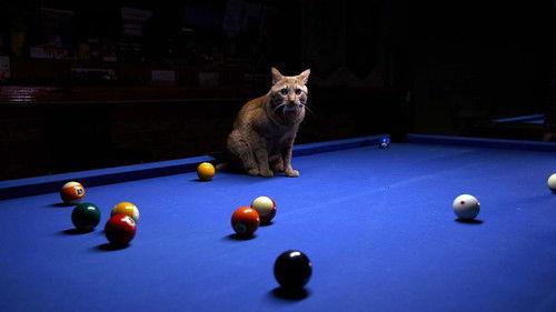 A Cat's-Eye View of Japan Season 3 Episode 4 - Beppu: A Steam-Filled Onsen Resort