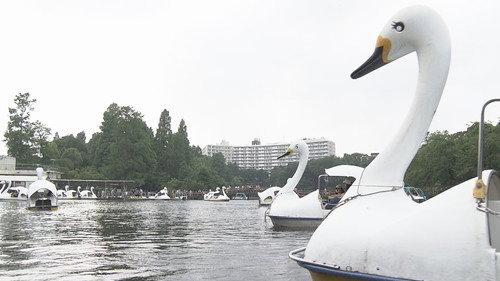 Document 72 Hours Season 11 Episode 10 - Finding Solace at Inokashira Park
