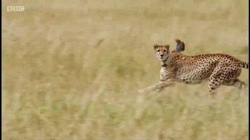 Andy's Wild Adventures Season 2 Episode 20 - Cheetahs