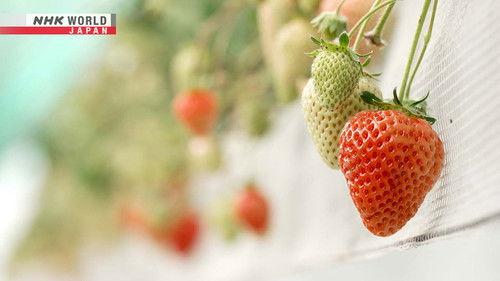 Trails to Oishii Tokyo Season 7 Episode 7 - Strawberries