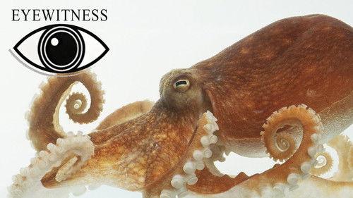 Eyewitness Season 3 Episode 6 - Monster