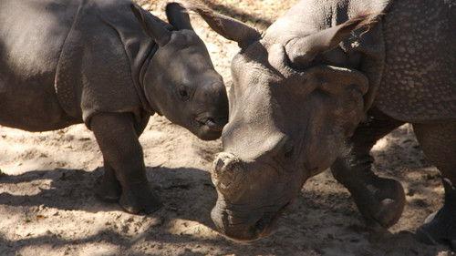 Secrets of the Zoo: Tampa Season 3 Episode 5 - Gronk Grows Up