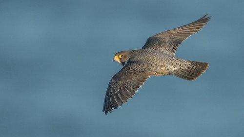 Springwatch Season 23 Episode 18 - Episode 12