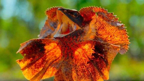 Tiny World Season 1 Episode 4 - Outback