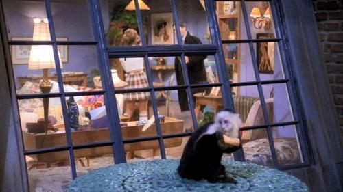 Friends Season 1 Episode 19 - The One Where the Monkey Gets Away