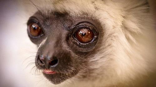Natural World Season 31 Episode 10 - Madagascar: Lemurs and Spies