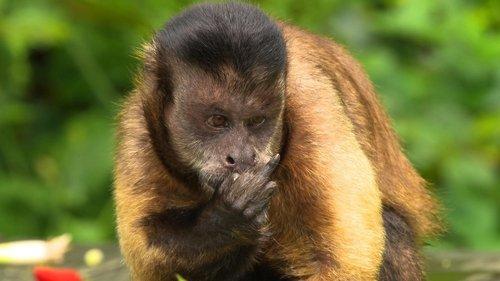 David Attenborough's Natural Curiosities Season 3 Episode 5 - Curious Cures