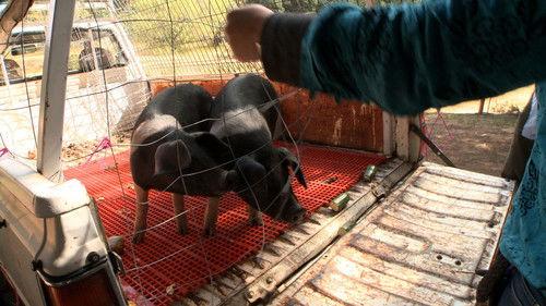 Gourmet Farmer Season 1 Episode 2 - Pigs Prosciutto and Offal