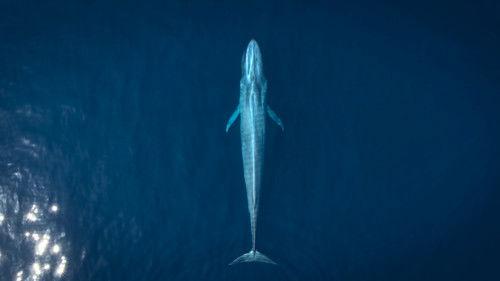 Big Beasts Season 1 Episode 1 - The Grey Whale