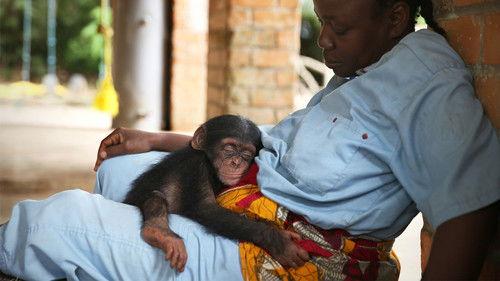 Baby Chimp Rescue Season 1 Episode 2 - Breaking Point