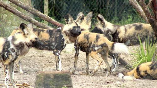 Secrets of the Zoo: Tampa Season 3 Episode 8 - Wild Dog Dad Bod