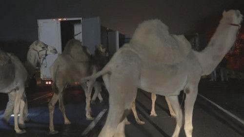 Body Cam Season 9 Episode 5 - Fight, Flight or Flee