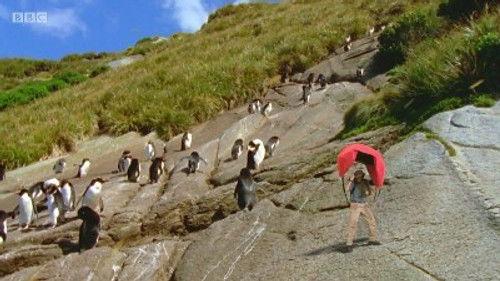 Andy's Wild Adventures Season 1 Episode 20 - New Zealand Penguins