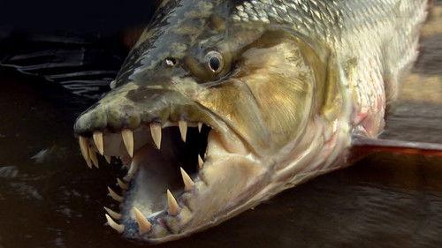 River Monsters Season 2 Episode 7 - Demon Fish