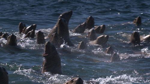 Alaska Animal Rescue Season 2 Episode 1 - All Bark and No Pup