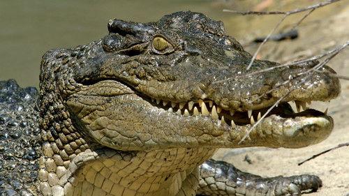 Background image for The Crocodile