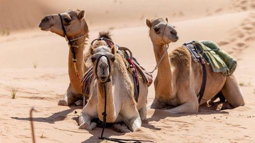 Wie is de Mol? Streaming-editie Season 1 Episode 5 - Episode 5